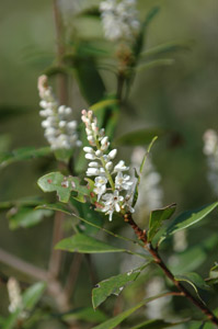 Black Titi, Buckwheat Tree flowers